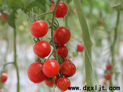 番茄�Y果期水溶肥用量